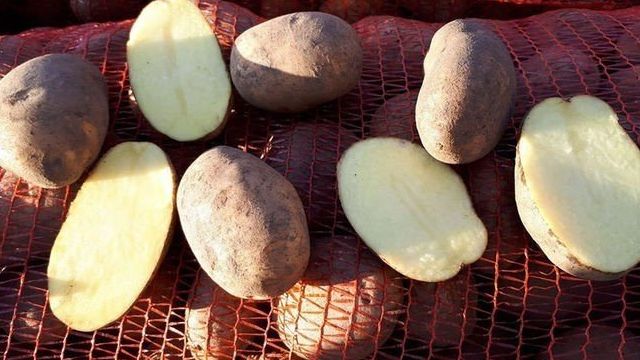 Бриз: неприхотливый картофель из Белоруссии
