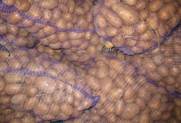 Семенной картофель в сетках