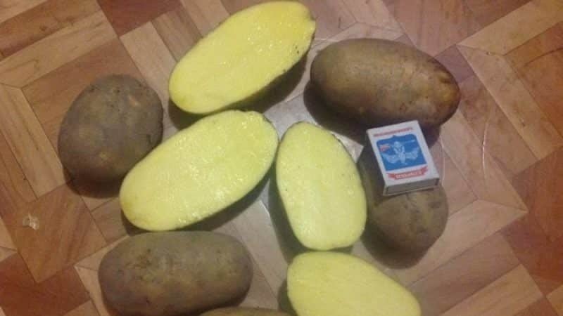 Сорт картофеля бриз