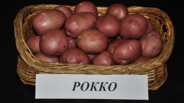 Сорт картофеля Рокко: фото, отзывы, описание, характеристики