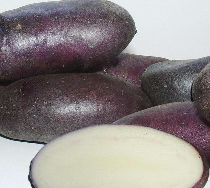 Сорт картофеля голубой дунай