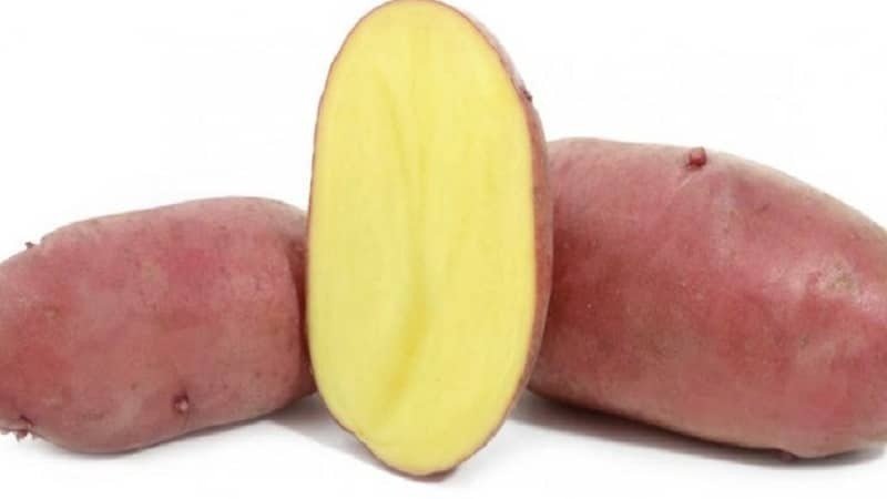 Сорт картофеля мерлот