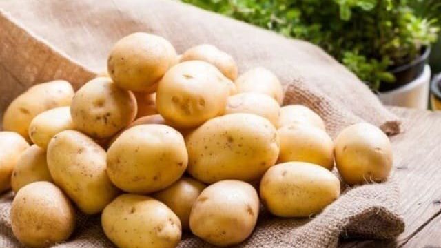 Один из самых неприхотливых сортов картофеля