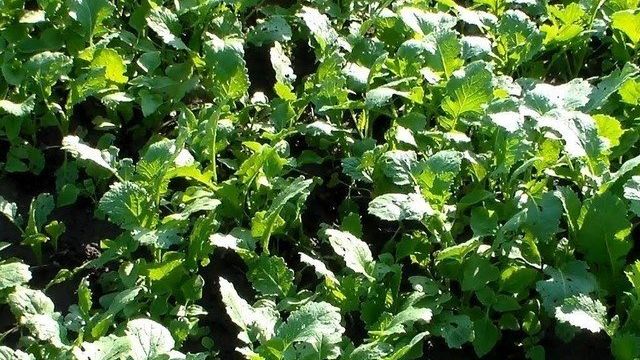 Сидераты после картофеля осенью: какие растения посадить после выкопки овоща