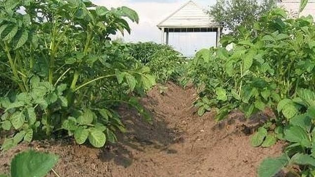 Технологии и особенности выращивания картофеля
