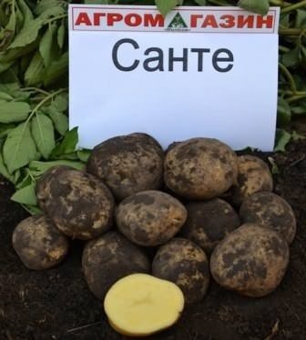 Сорт картофеля командор