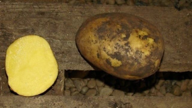 Вкусный и урожайный картофель Бельмондо