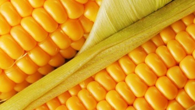 Как и сколько варить кукурузу в скороварке