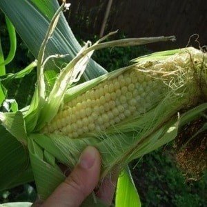 Кукуруза восковой спелости