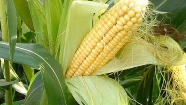 Как понять, что кукуруза созрела: собираем урожай вовремя, в зависимости от его дальнейшего применения