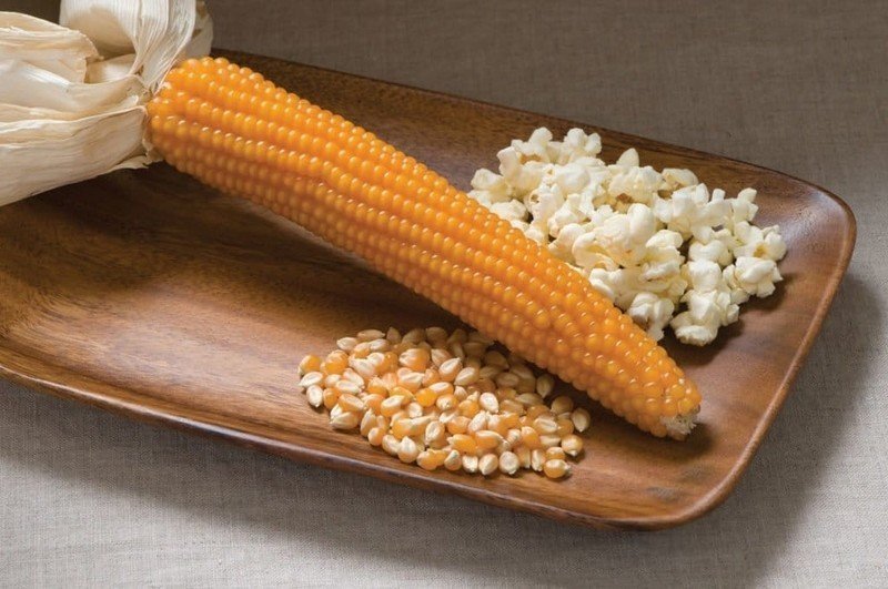 Початок кукурузы для попкорна