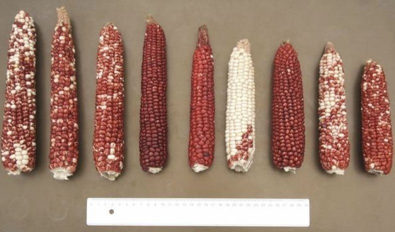 Крахмалистая кукуруза зерно