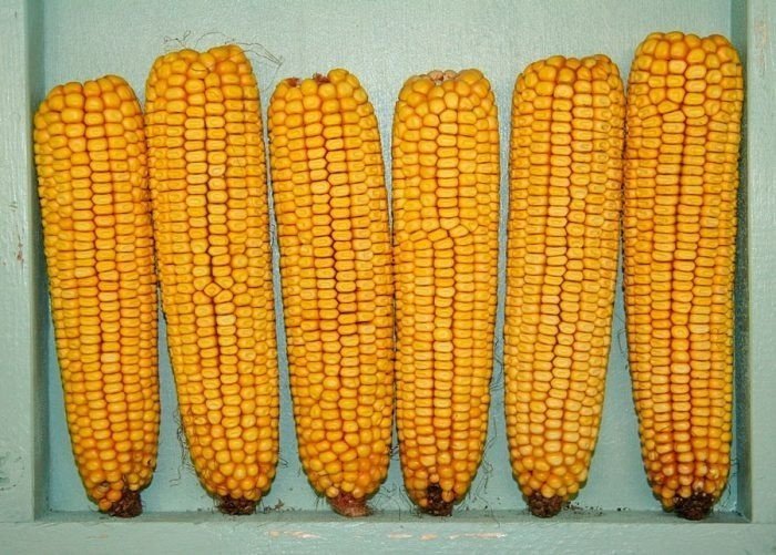 Кремнистая кукуруза сорта