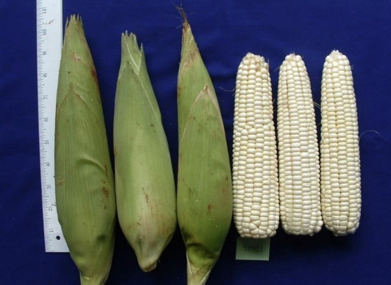 Плод кукурузы зерновка