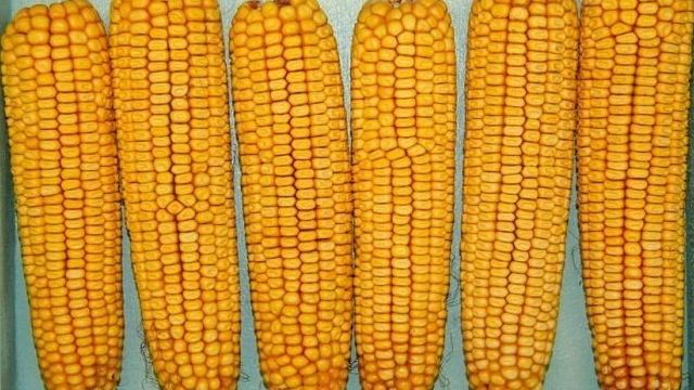 Кукуруза: к какому семейству относится, откуда завезли, описание растения