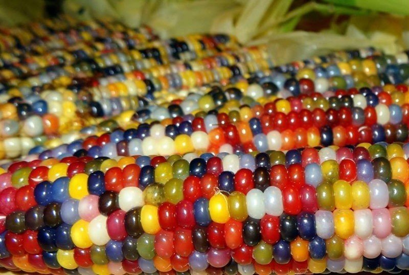 Разноцветная кукуруза glass gem