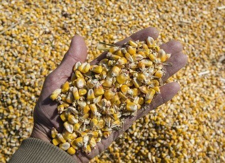 Зерносмесь пшеница кукуруза семечка