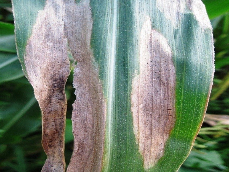 Гельминтоспориоз листьев кукурузы