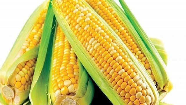Когда и как сажать кукурузу на рассаду