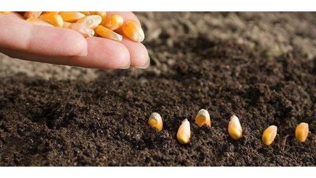 Инструкция, как замочить кукурузу для посадки: подготовка семян, их посадка, выращивание и уход в открытом грунте