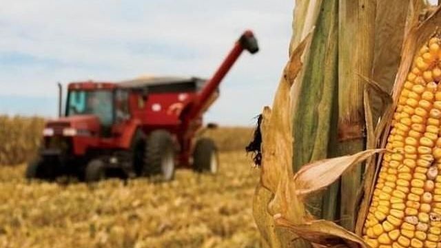 Уборка кукурузы: различия процедур уборки на зерно и силос, как собираются початки, применение комбайнов