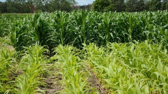 Норма высева кукурузы на 1 га в кг в открытый грунт на огороде, посадка и уход на дачном участке, а также когда и как сажать семена на даче в средней полосе