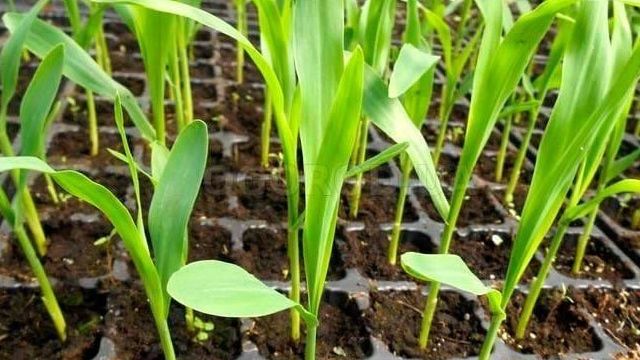 Все о выращивание земляничной кукурузы из семян
