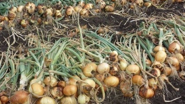 Как выращивать и ухаживать за луком в открытом грунте, чтобы получить хороший урожай