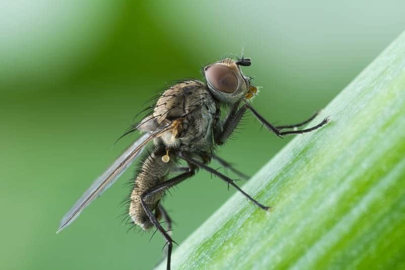 Луковая муха методы борьбы нашатырным спиртом