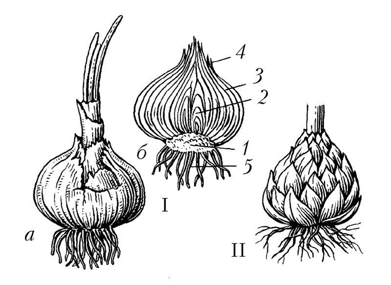 Строение луковицы репчатого лука