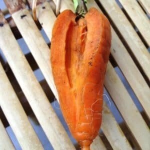 Растрескивание коры корнеплодов моркови