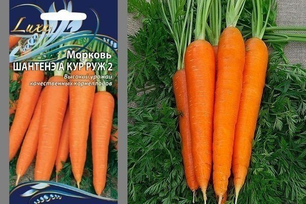 Морковь сорт вита лонга