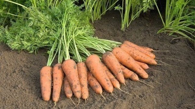 Характеристика моркови Шантанэ и особенности её выращивания