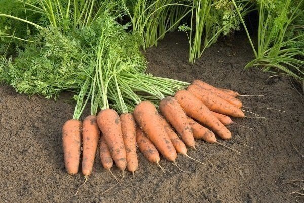 Просушивание урожая моркови