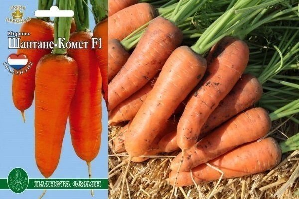 Сорт моркови шантане
