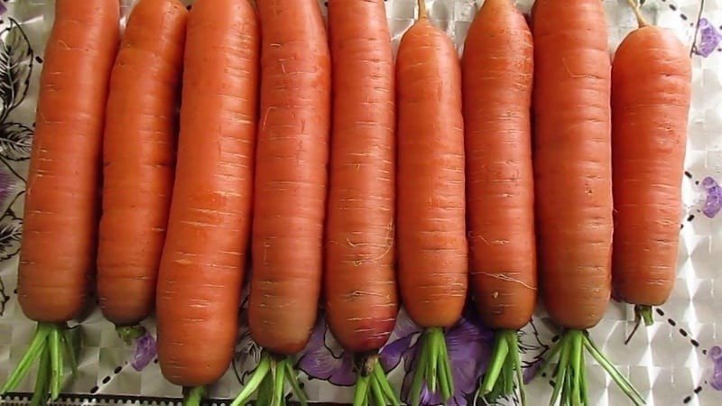 Морковь сорт ахтубинская