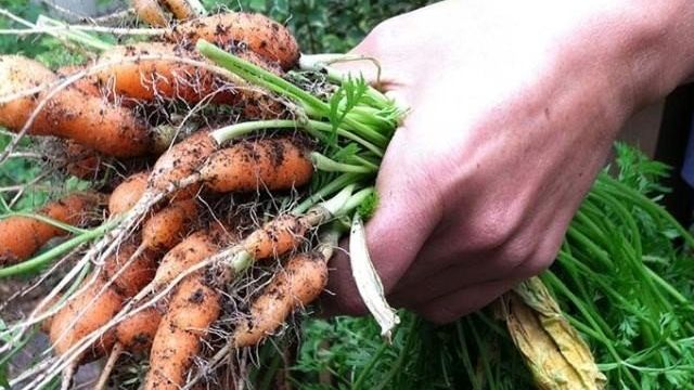 Морковь, посадка и уход в открытом грунте