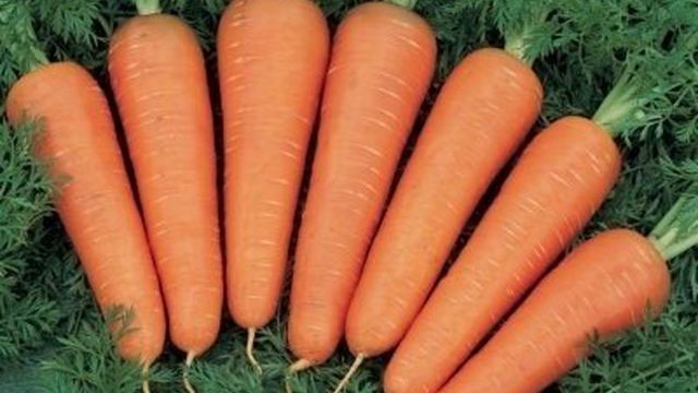 Морковь с «говорящим» названием Роте Ризен или Красный великан