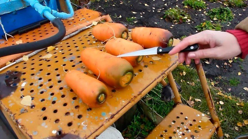 Приспособы для посадки моркови без прореживания