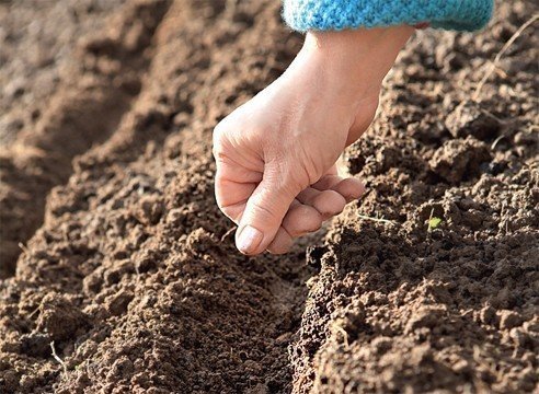 Посев семян в рыхлую почву