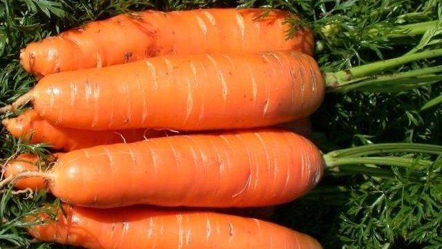 Морковь Нантская 4: характеристика и описание сорта с фото, посев, уход и сроки созревания, а также возможные сложности при выращивании