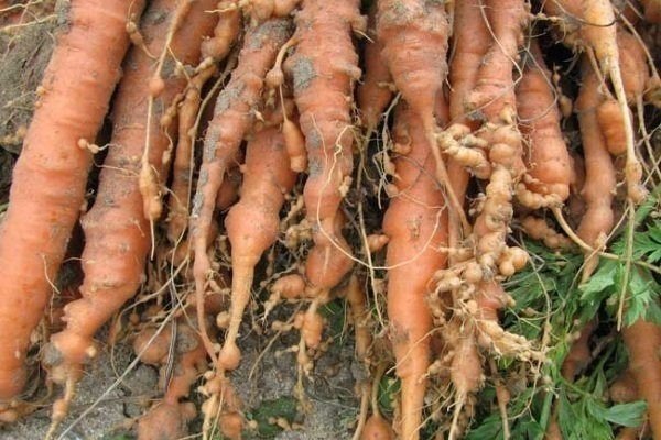 Морковь, повреждённая галловой нематодой