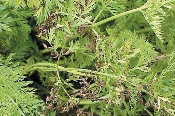 Полынь обыкновенная artemisia vulgaris