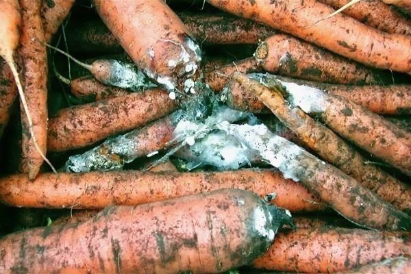 Внешний вид корнеплода моркови