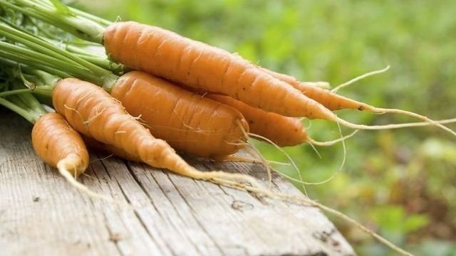 Самые сладкие сорта моркови для детского питания