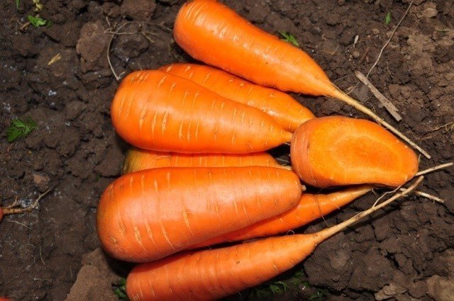 Морковь сорта шантане роял