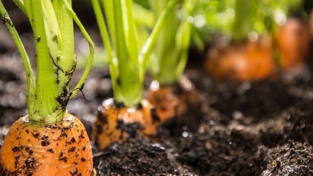 Посадка моркови: подготовка семян на ленте и без неё, особенности и сроки высадки в грунт весной и под зиму, варианты посева, фото, видео