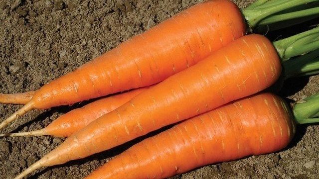 Выращивание моркови в огороде