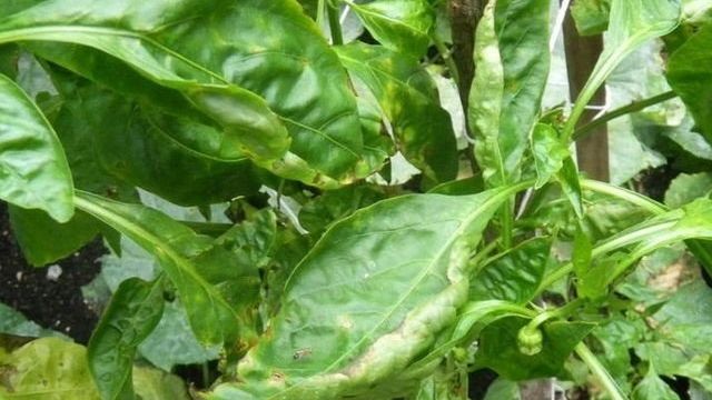 У перца скручиваются листья: причины заболевания, методы лечения