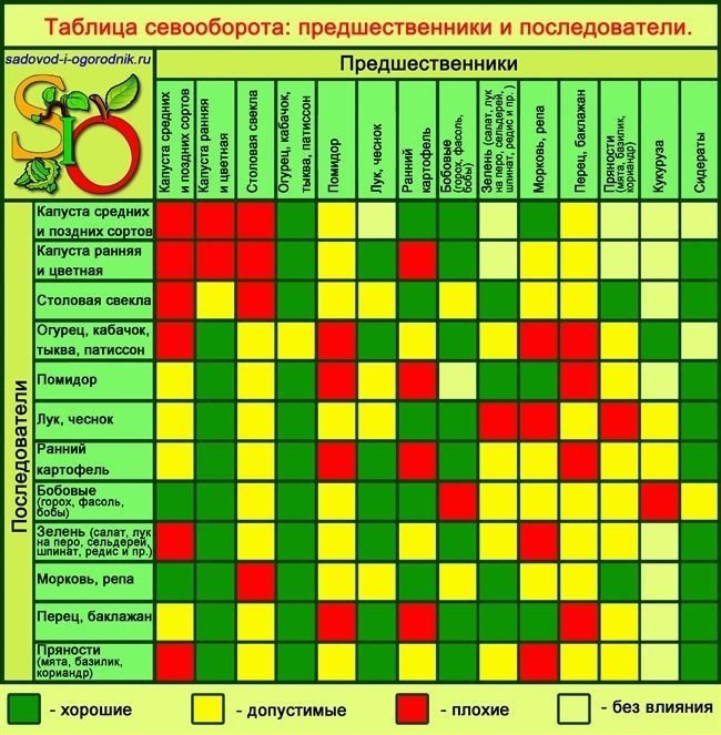 Соседство овощей на грядках таблица совместимости растений